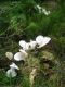 22 Apuseni - Rozprávkový les - huby