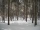 24 Zimný les